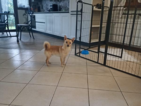 Lapo piccolo cagnolino taglia piccola cerca casa  Foto 3